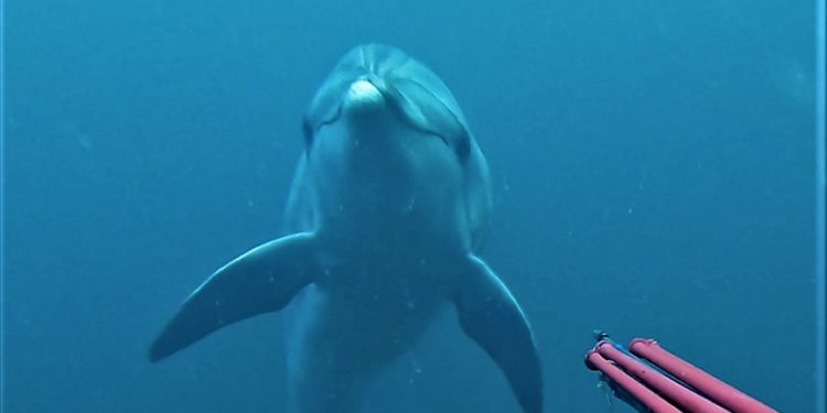 Çanakkaleli zıpkıncının kamerasına nesli tehlike altında olan “çizgili yunus” takıldı