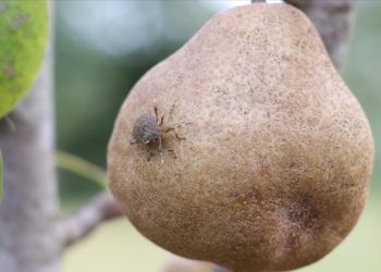 Samsun'da "kahverengi kokarca" ile mücadele ediliyor