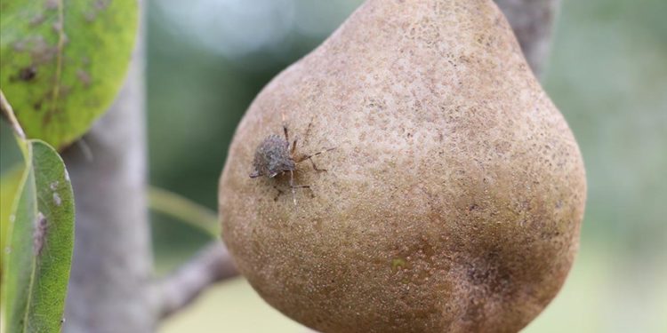 Samsun'da "kahverengi kokarca" ile mücadele ediliyor