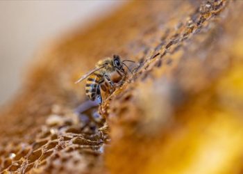 Organik arıcılık yapanlara kovan başına 30 lira destek verilecek