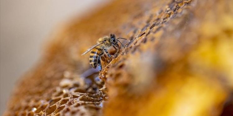 Organik arıcılık yapanlara kovan başına 30 lira destek verilecek