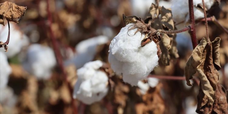 Çukurova’da ekim alanı azalan pamuktan 100 bin ton rekolte bekleniyor