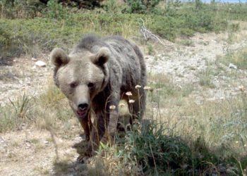 Kış uykusuna hazırlanan ayılardan korunmak için “yüksek ses çıkartın” uyarısı