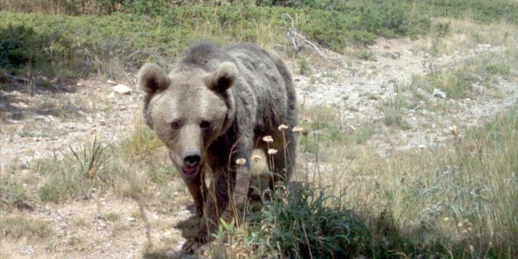 Kış uykusuna hazırlanan ayılardan korunmak için “yüksek ses çıkartın” uyarısı