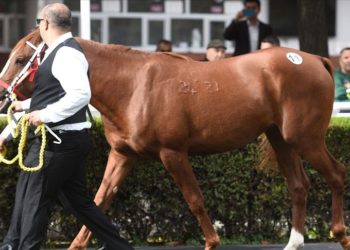 Şampiyon taylardan TİGEM’e 104,5 milyon liralık rekor gelir