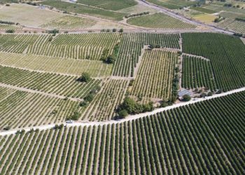 Elazığ’da 110 bin dekar alanda yetiştirilen üzüm birçok şehre gönderiliyor