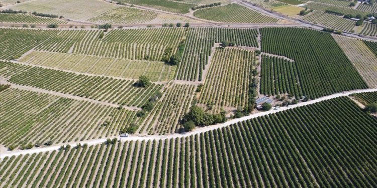 Elazığ’da 110 bin dekar alanda yetiştirilen üzüm birçok şehre gönderiliyor