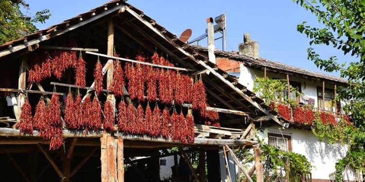 Bilecikli kadın girişimciler Çukurören’in coğrafi işaretli acı biberinden reçel üretti