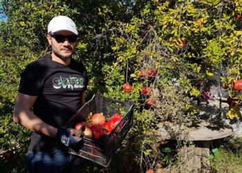 Muğla’da yetiştirilen nar yurt dışında alıcı buluyor