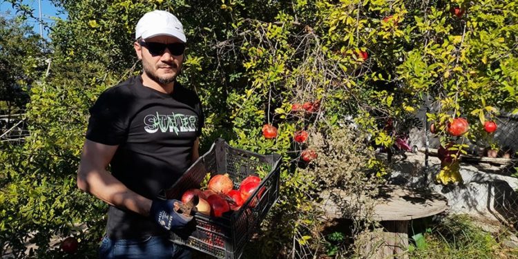 Muğla’da yetiştirilen nar yurt dışında alıcı buluyor