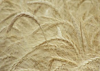 Edirne’de hastalıklara ve soğuğa dayanıklı yüksek verimli buğday çeşitleri geliştirildi