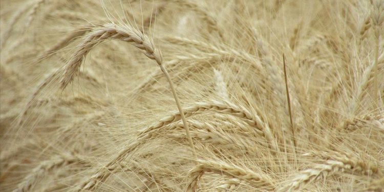 Edirne’de hastalıklara ve soğuğa dayanıklı yüksek verimli buğday çeşitleri geliştirildi