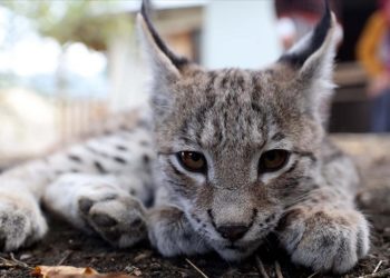 Sivas’ta köylülerin bulduğu vaşak yavrusu güvenli ellerde