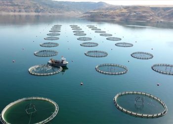 Türkiye istiridye yetiştiriciliğine hazırlanıyor