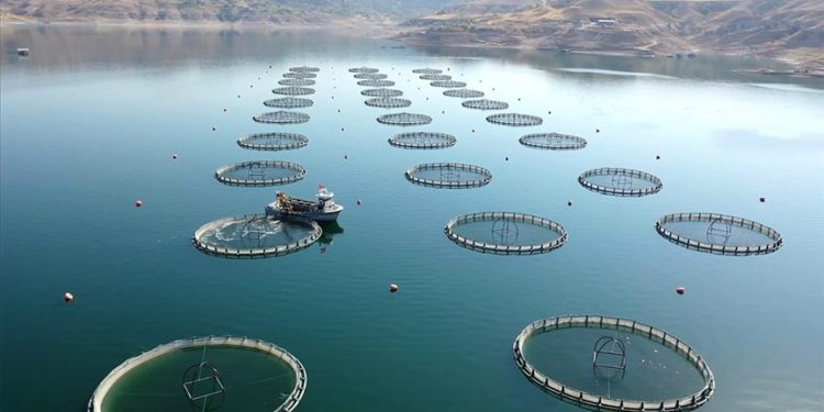 Türkiye istiridye yetiştiriciliğine hazırlanıyor