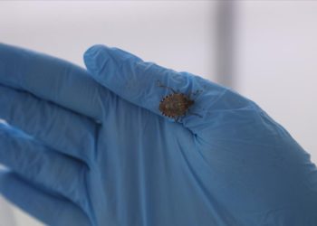 Samuray arıları kahverengi kokarca zararlısı ile mücadeleye başladı