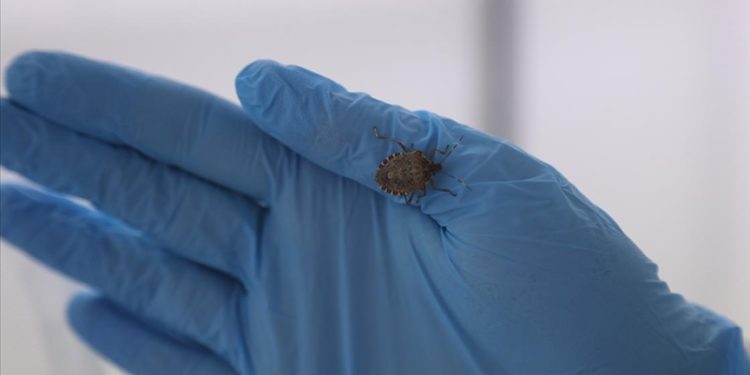 Samuray arıları kahverengi kokarca zararlısı ile mücadeleye başladı