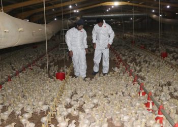 Devlet desteğiyle kurduğu çiftlikte Et ve Süt Kurumuna tavuk sağlıyor