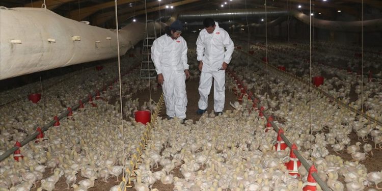 Devlet desteğiyle kurduğu çiftlikte Et ve Süt Kurumuna tavuk sağlıyor