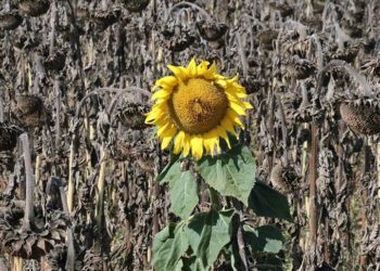 Bolu'da yağlık ayçiçeği hasat ediliyor