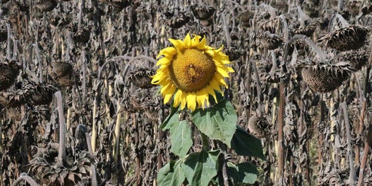 Bolu'da yağlık ayçiçeği hasat ediliyor