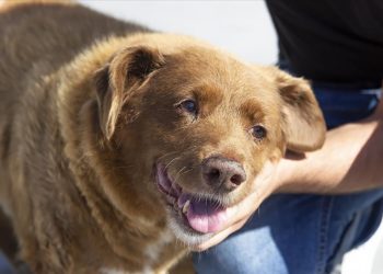 Dünyanın en yaşlı köpeği Bobi öldü