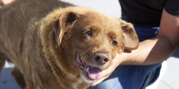 Dünyanın en yaşlı köpeği Bobi öldü