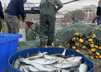 Marmara Denizi'nde Tekirdağ açıklarında lüfer bolluğu yaşanıyor
