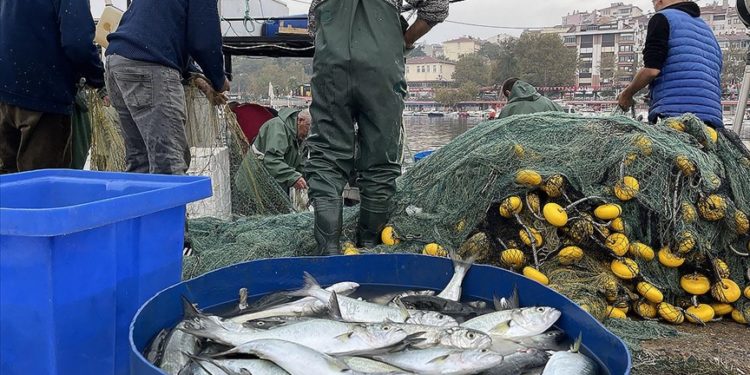 Marmara Denizi'nde Tekirdağ açıklarında lüfer bolluğu yaşanıyor