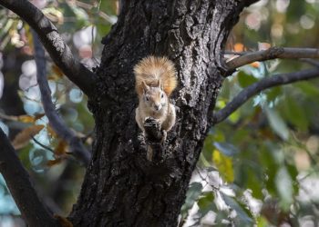 Kış hazırlığındaki sincaplar Munzur Vadisi'nde besin ararken görüntülendi