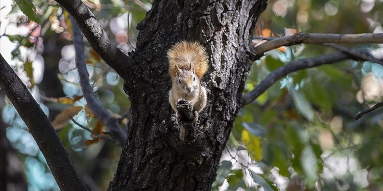 Kış hazırlığındaki sincaplar Munzur Vadisi'nde besin ararken görüntülendi