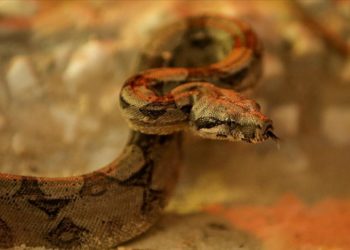 Kırmızı kuyruklu boa yılanı ve çinçillalar Bursa Hayvanat Bahçesi’ne alışıyor