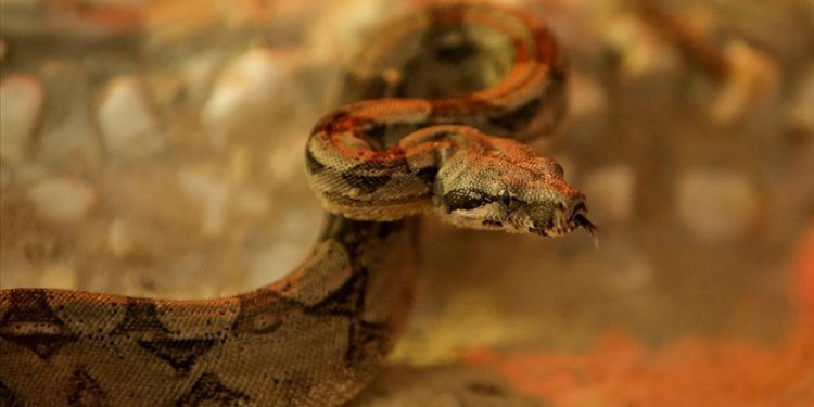 Kırmızı kuyruklu boa yılanı ve çinçillalar Bursa Hayvanat Bahçesi’ne alışıyor