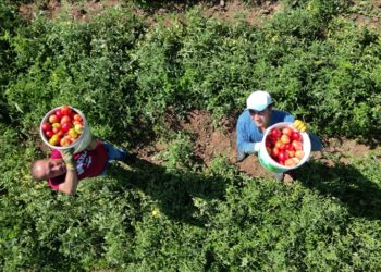 Bingöl’ün tescilli guldar domatesinin üretimi devlet desteğiyle artacak