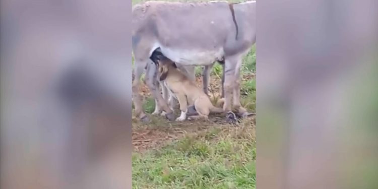 Anneleri ölen köpek yavrularını eşek emziriyor