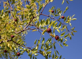 Bağışıklığı güçlendiren hünnap Manisalı üreticinin ek gelir kaynağı oldu