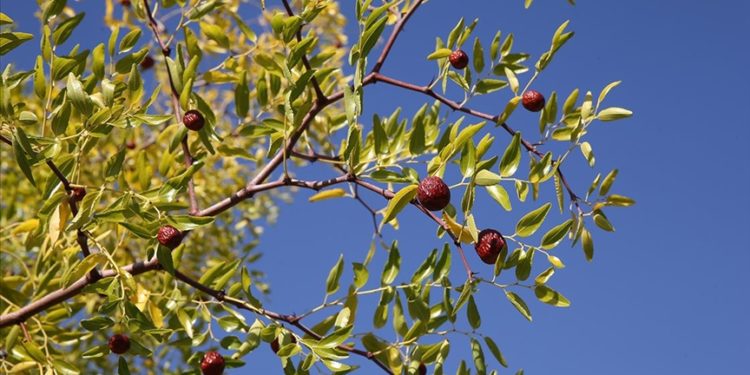 Bağışıklığı güçlendiren hünnap Manisalı üreticinin ek gelir kaynağı oldu