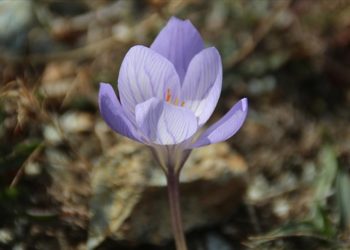 Çankırı'da "vargit"ler çiçek açtı