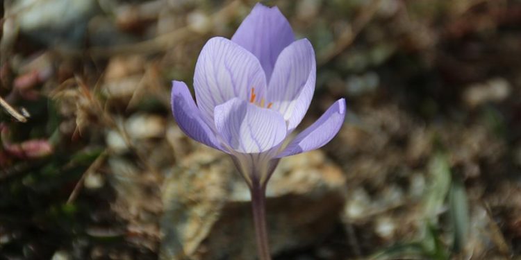 Çankırı'da "vargit"ler çiçek açtı