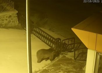 Gümüşhane'de üniversite kampüsüne giren ayı kameralarca görüntülendi