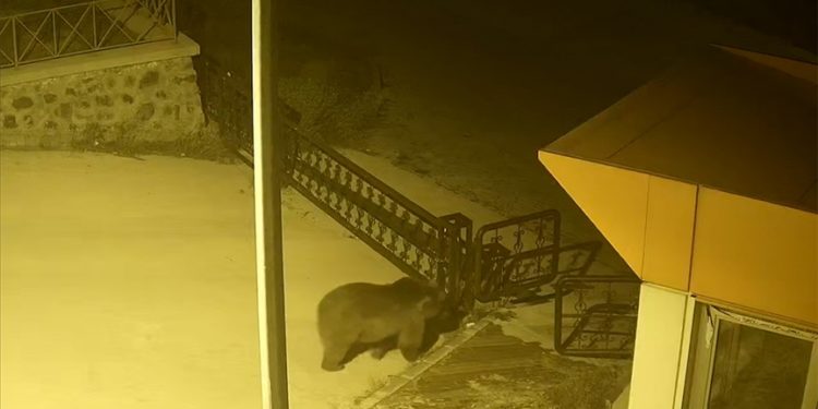 Gümüşhane'de üniversite kampüsüne giren ayı kameralarca görüntülendi