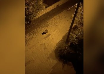 Bolu'da yerleşim yerine inen ayı güvenlik kamerasıyla görüntülendi