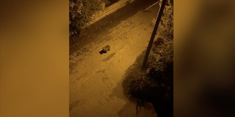 Bolu'da yerleşim yerine inen ayı güvenlik kamerasıyla görüntülendi