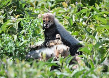 "Afrika'nın en önde gelen milli parkı" yine Serengeti oldu