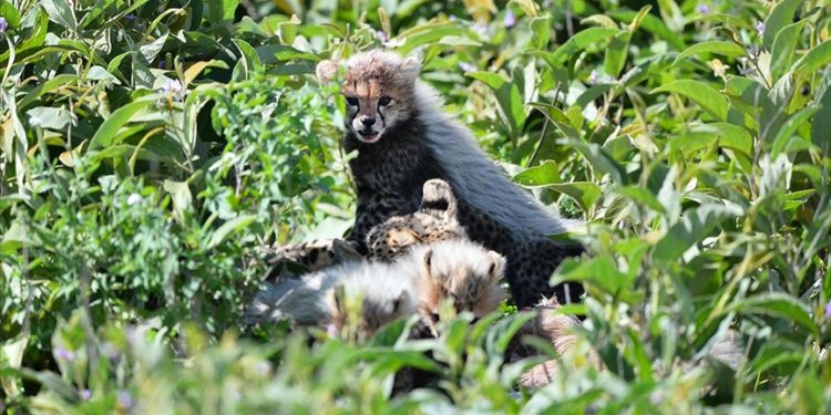 "Afrika'nın en önde gelen milli parkı" yine Serengeti oldu