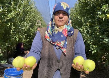 Isparta'da üreticiler elma hasadı mesaisinde