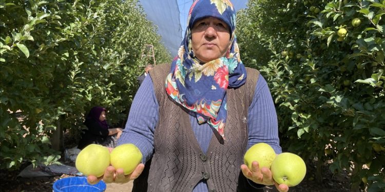 Isparta'da üreticiler elma hasadı mesaisinde