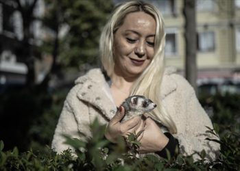 Gelincikler “resmen” eve girmeye başladı