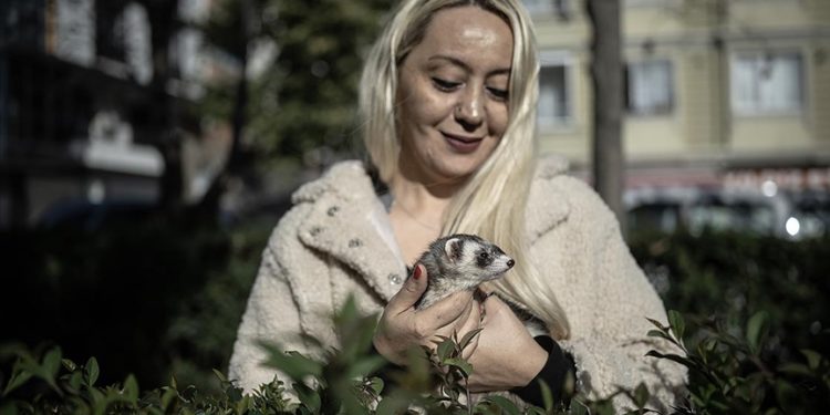 Gelincikler “resmen” eve girmeye başladı