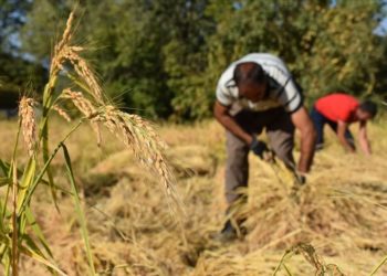 Çukurca’da çiftçiler ata tohumundan ürettikleri çeltiğin hasadını el birliğiyle yapıyor